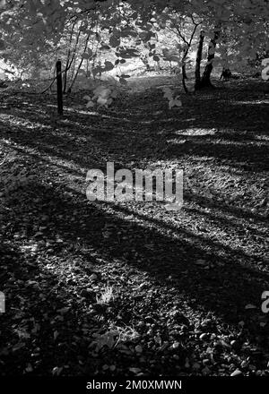 Bella fotografia d'arte di alberi in bianco e nero, un'immagine della natura a fine estate, nei boschi e foreste di Cannock Chase AONB Foto Stock