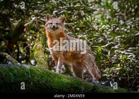 Una bella foto di carina volpe rossa nella foresta pluviale sul tronco d'albero mossy Foto Stock