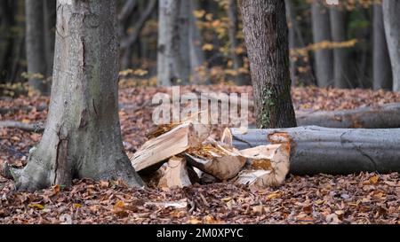 Alberi tagliati, preparativi per l'inverno nella foresta, ceppi allineati in file, alberi tagliati in autunno, con spazio e area di scrittura Foto Stock