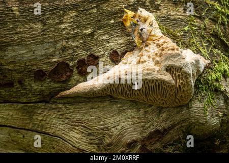 Primo piano di un grande fungo di quercia mazegill che cresce su un legno morto in una vecchia foresta in Lettonia, Europa Foto Stock