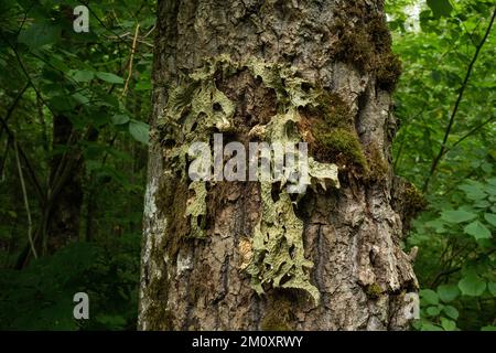 Lobaria pulmonaria cresce su un grande tronco di quercia nella foresta lettone Foto Stock