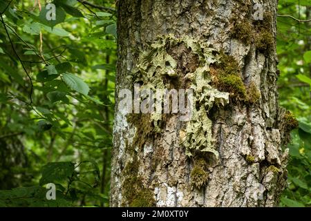 Lobaria pulmonaria cresce su un grande tronco di quercia nella foresta lettone Foto Stock