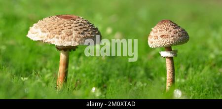 Il fungo di parasolo (Macrolepiota procera) che cresce nell'erba verde. Foto Stock