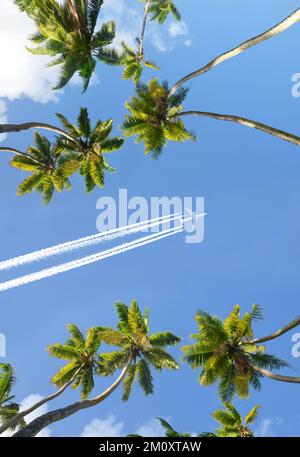 Palme da cocco e aeroplano. Aereo passeggeri che sorvola un'isola tropicale. Concetto di vacanza. Foto Stock