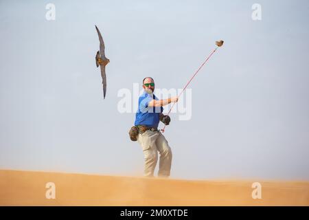 Un allenatore di falco nella Dubai Desert Conservation Reserve. Foto Stock