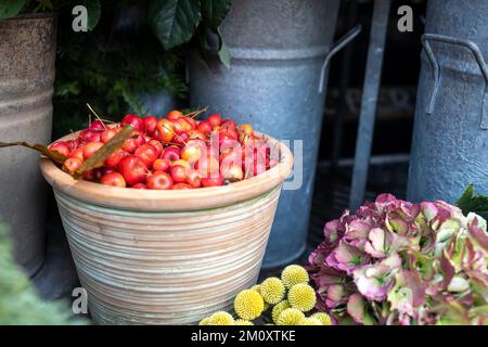 Bacche di biancospino rosso in una pentola di ceramica per decorare i bouquet di Natale Foto Stock