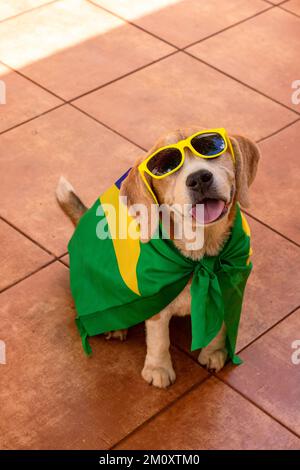 Cane con bandiera del Brasile al giardino. Beagle carino con occhiali gialli e Flag che allietano il Brasile per essere il campione. Foto Stock