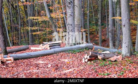 Alberi tagliati, preparativi per l'inverno nella foresta, ceppi allineati in file, alberi tagliati in autunno, con spazio e area di scrittura Foto Stock