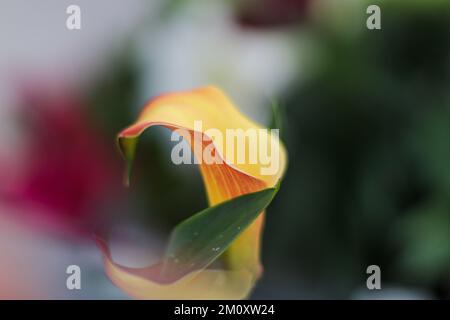 Macro Calla Lily giallo/arancione Foto Stock