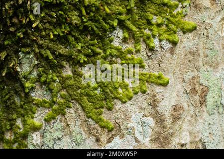 Primo piano di un'erba cipolla che cresce su un tronco di albero in una foresta lettone in Europa Foto Stock