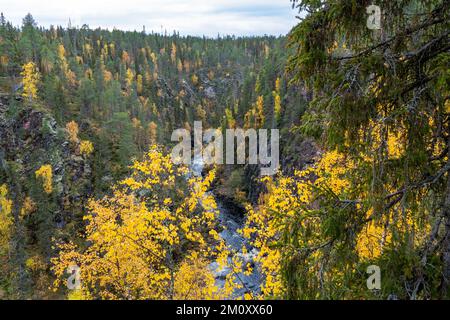 Acqua che scorre in rapide in un canyon nel Parco Nazionale autunnale di Oulanka, Finlandia settentrionale Foto Stock