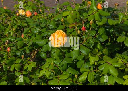 Fiore giallo brillante della rosa roald dahl ausowlish Foto Stock