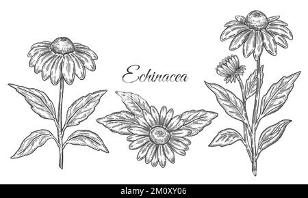 Echinacea purpurea fiore pianta medicinale con foglie linea botanica schizzo. Stelo dell'erba di Coneflower. Farmacia di erbe medicina, incisione vintage. Vettore Illustrazione Vettoriale