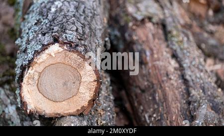 Alberi tagliati, preparativi per l'inverno nella foresta, ceppi allineati in file, alberi tagliati in autunno, con spazio e area di scrittura Foto Stock