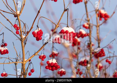 Bacche rosse di Guelder mature ricoperte di neve in una giornata invernale in Estonia, Nord Europa Foto Stock