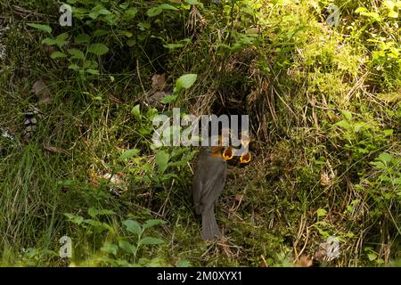 Il robin europeo alimenta i pulcini in un nido ben nascosto sul pavimento della foresta in tarda serata in Estonia Foto Stock