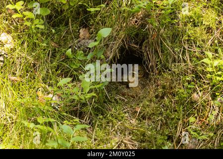 Un piccolo pulcino Robin in attesa di cibo in un nido durante una serata estiva nella foresta estone Foto Stock