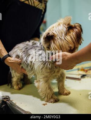 Donna groomer che taglia e pettina il cane al salone di grooming. Concetto di cura professionale degli animali domestici. Foto di alta qualità Foto Stock