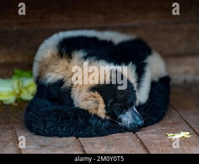 Una vista in primo piano di un lemur dormiente dalle volate bianche e nere Foto Stock