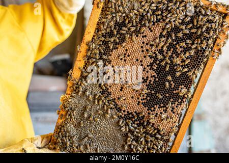 Apicoltore che tiene nido d'ape, api che lavorano in cellule, apicoltura concetto Foto Stock