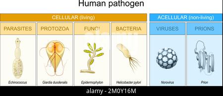 Tipi di patogeno umano. i batteri patogeni virus o funghi possono entrare nel corpo. Microbo che causa la malattia. Acellulare o non vivente, e cellulare Illustrazione Vettoriale