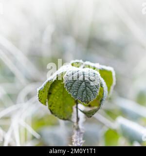 Gelo coperta foglia in una fredda mattina d'inverno. Foto Stock