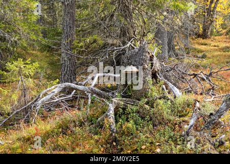 Deadwood in una vecchia foresta nel Parco Nazionale autunnale di Salla, Finlandia settentrionale Foto Stock