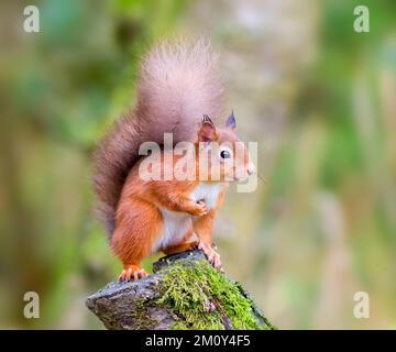 Scoiattolo rosso posa molto dettagliata fotografia ritratto Foto Stock