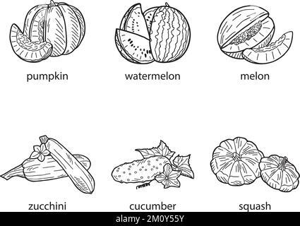 Gruppo di zucche su sfondo bianco. Illustrazione vettoriale disegnata a mano. Illustrazione Vettoriale