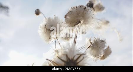 Una pianta bianca con semi maturi nel cielo autunnale. Foto Stock