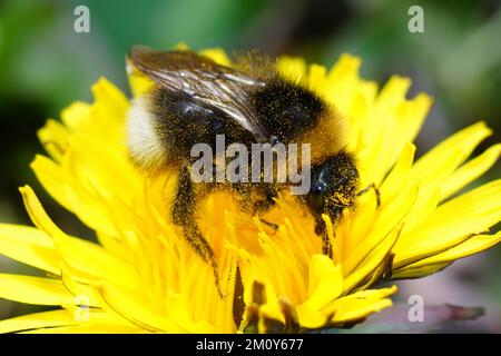 Primo piano naturale su un grande bumblebee terrestre, Bombus terrestris su un dente di leone giallo, fiore di Taraxacum officinale Foto Stock