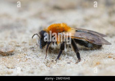 Primo piano naturale di una femmina, grigio-patched Mining Bee, Andrena nitida su terreno sabbioso Foto Stock