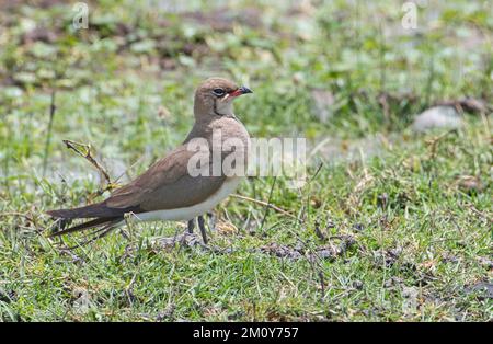 Pratincole con colletto o con alette rosse (Glareola pratincola) nel Parco Nazionale di Amboseli, Kenya Foto Stock