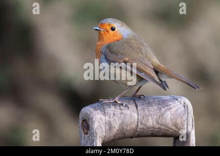 Un ritratto da vicino di un simpatico pettirosso, Erithacus rubecula. È appollaiato sulla parte superiore di una forcella di legno o di una leva a forcella. Foto Stock