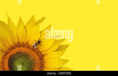 Girasole corto con un'ape, minimalismo, sfondo giallo, spazio copia, orizzontale, immagini grandi Foto Stock