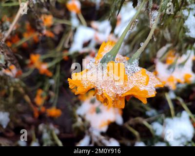 Fiori ghiaccio coperto di neve primo piano. Fiori giallo-arancio brillante Chernobrivtsy e erba coperta di ghiaccio e neve in una giornata invernale. Inverno, vineria, freddo, ghiaccio, ghiaccio, congelato gelido. Sfondo naturale Foto Stock