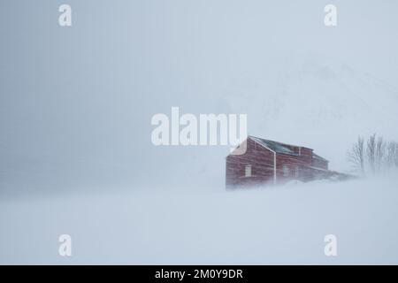 Stalla rossa nella tempesta invernale, Flakstadøy, Isole Lofoten, Norvegia Foto Stock