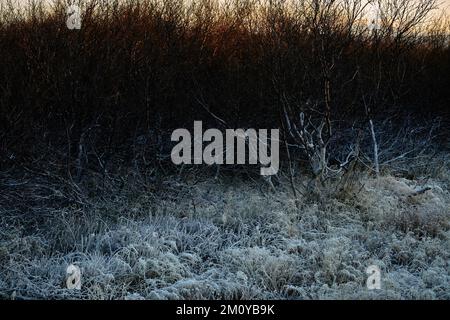 Brekkuskógur, Brúará, scene forestali nel mese di dicembre showin gelo e alberi di ghiaccio nel sole basso di metà inverno Foto Stock
