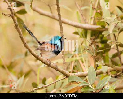 Un variegato wren da fata (Malurus lamberti) un uccello molto colorato in mezzo all'arbusto in Australia. Foto Stock