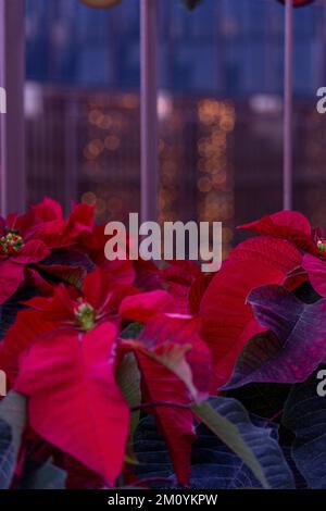 La poinsettia fiori rossi. Il fiore del Natale Foto Stock
