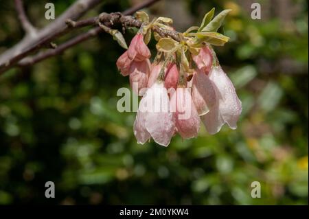 Una Carolina Silverbell aka Mountain Silverbell (Halesia tetraptera) nei Giardini Botanici di Cheekwood, Nashville, Tennessee Foto Stock