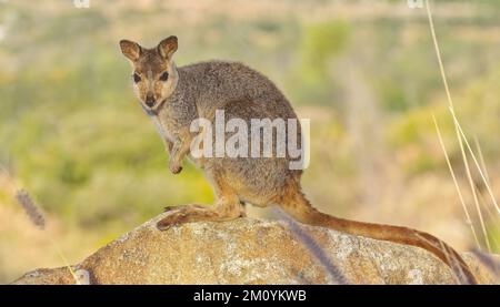 Un wallaby di roccia alleata seduto su una roccia di granito a Towers Hill, Charters Towers, Queensland, Australia Foto Stock