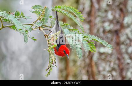 Un maschio scarlatto honeyeater myzomela arroccato su un ramo frondoso Acacia guardando giù alla riserva di Redwood, Toowoomba, Queensland, Australia Foto Stock