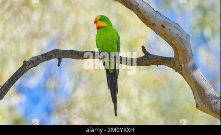 Pappagallo maschile superbo, Deniliquin Island Sanctuary, New South Wales, Australia Foto Stock