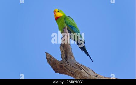 Pappagallo maschile superbo, Deniliquin Island Sanctuary, New South Wales, Australia Foto Stock