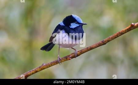 Maschio superbo uccello blu fiabesco appollaiato su un bastone al Parco Nazionale di Warrumbungle, New South Wales, Australia Foto Stock