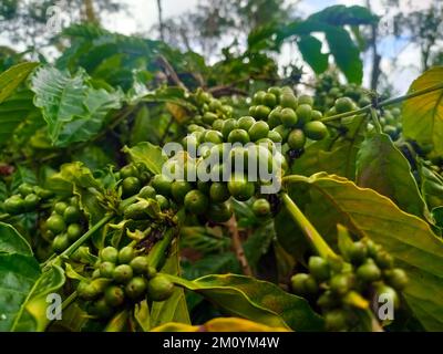 Le ciliegie di caffè sono ancora giovani sull'albero. natura sfondo Foto Stock