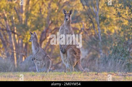 Grande canguro grigio orientale maschio con più piccola femmina nella luce del tardo pomeriggio a Warwick Queensland, Australia Foto Stock