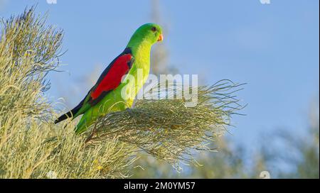 Maschio pappagallo rosso in sole tardo pomeriggio arroccato sul ramo di Casuarina a Goondiwindi, Queensland, Australia Foto Stock