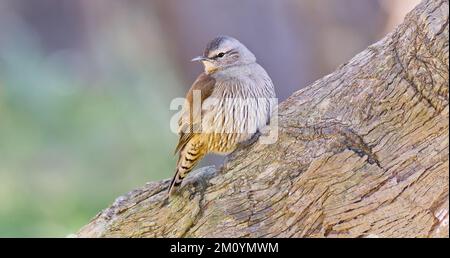 Un uccello boschivo Brown treecreeper arroccato sul lato di un tronco di albero diagonale guardando a sinistra al primo mattino luce a Warby Ranges, Victoria, Australi Foto Stock